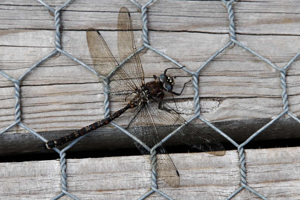 20 - Cradle Montain NP (18).jpg